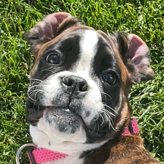 lou